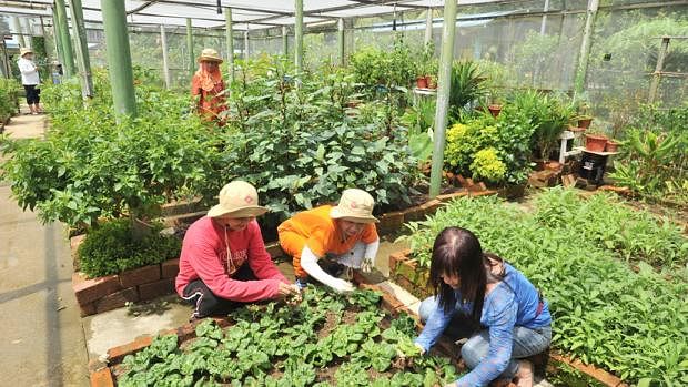 Gotong Royong Masyarakat Berkebun Berita Setempat Beritaharian Sg