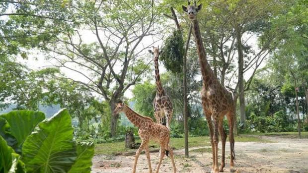 Zoo Singapura Sambut Anak Zirafah Pertama Dalam 28 Tahun Berita Setempat Beritaharian Sg