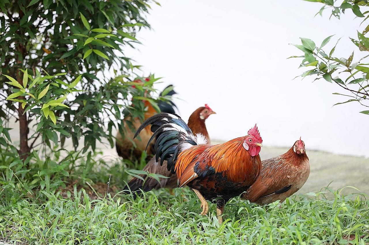 Masalah Ayam Liar Di Estet Tampines Berita Setempat Beritaharian Sg