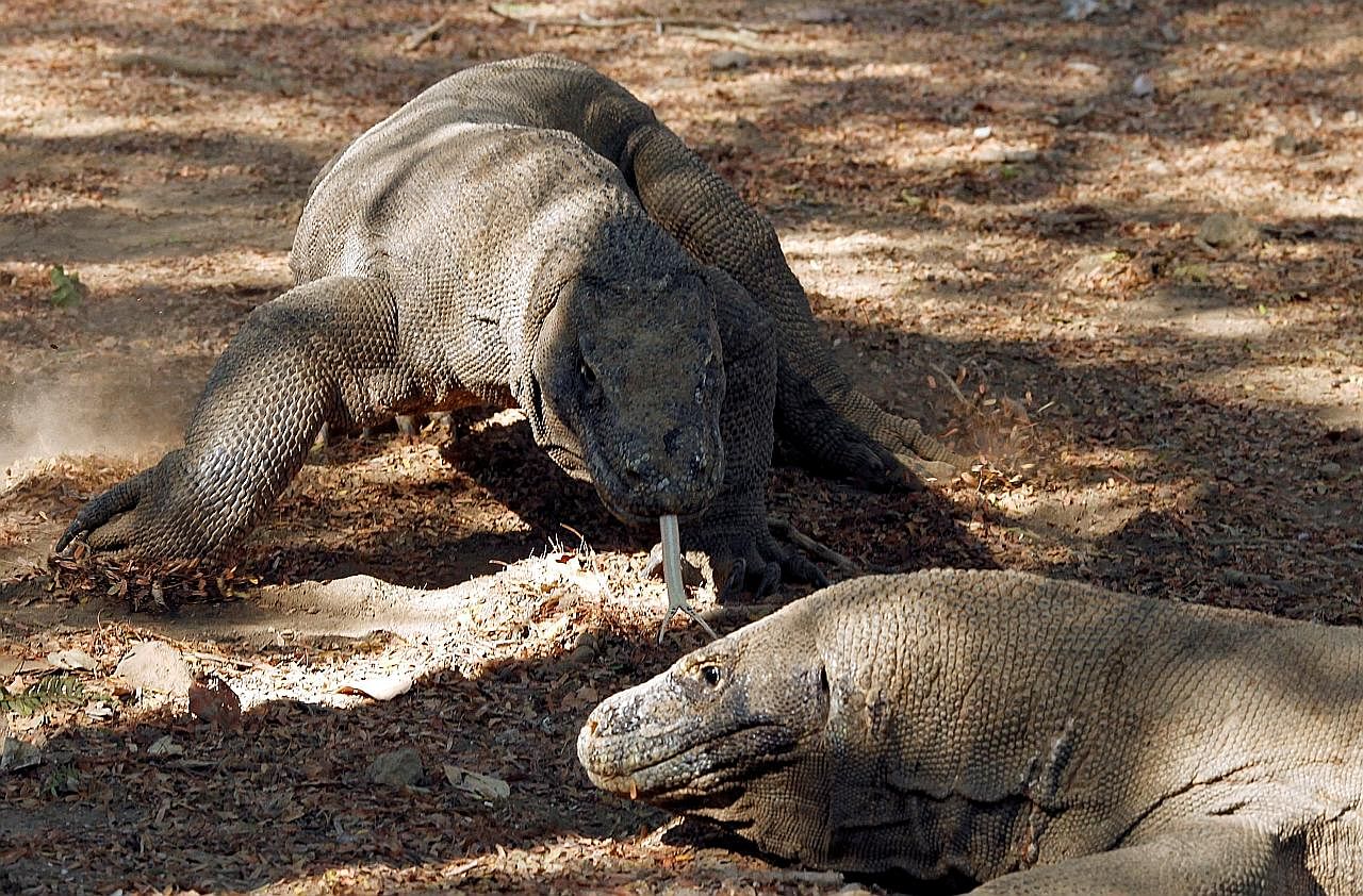 Indonesia Cadang Tutup Pulau Komodo Bagi Pulihara Biawak Berita Dunia Beritaharian Sg