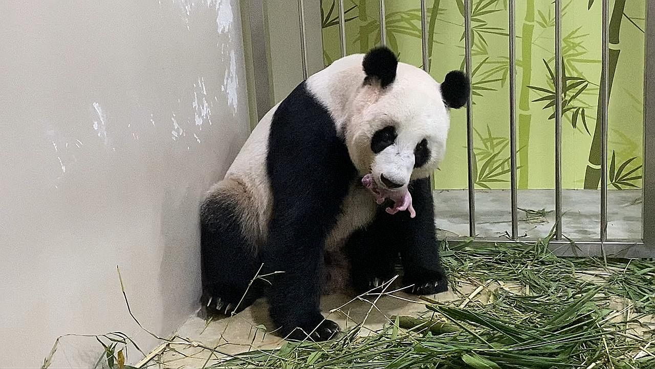 Sg Dapat Anak Panda Pertama Anak Kai Kai Dan Jia Jia Di River Safari Berita Setempat Beritaharian Sg