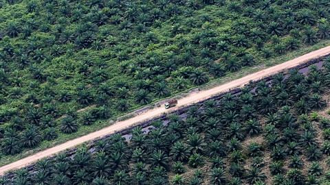 Badan dunia minta syarikat S'pura isytihar jumlah minyak kelapa sawit ISU PENGGUNAAN MINYAK KELAPA SAWIT DAN JEREBU
