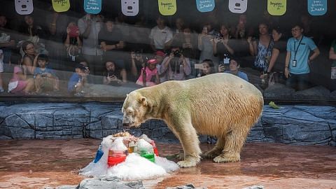 Beruang Kutub Inuka sambut ulang tahun ke-26