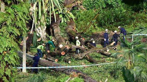Pokok tembusu tumbang di Kebun Bunga, 5 cedera