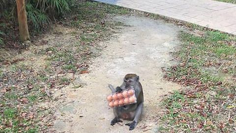 AVA tangkap monyet 'sesat' di estet perumahan Punggol