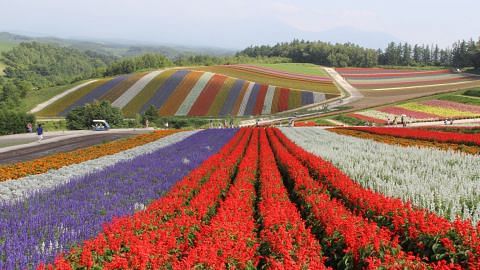 Syurga bunga di Hokkaido