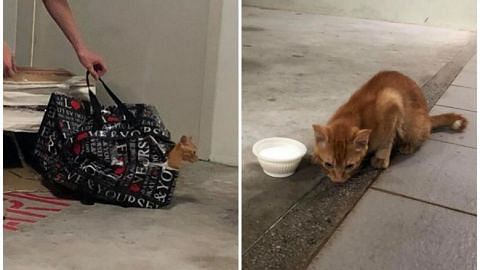 SPCA offering $1,000 reward for information on kitten left sealed in zipped bag in Taman Jurong