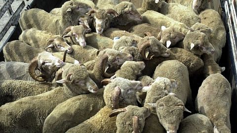 More than half of this year's livestock for Korban sold