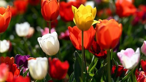 Sekuntum Bunga Tulip Di Tangan Mephistopheles