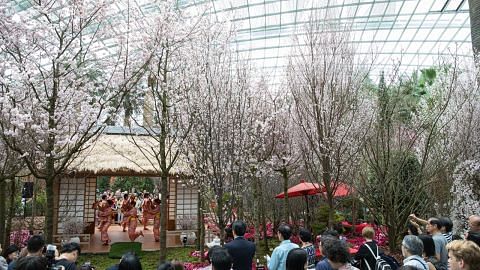 Festival bunga 'Sakura Matsuri' di Taman di Persisiran