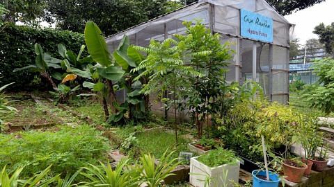 Keluaran sayur kebun hidrofonik dan akuafonik naik kepada 100 kg sebulan