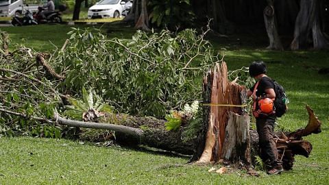 Pokok yang tumbang di Sembawang Park diperiksa sihat pada Mei 2017: NParks
