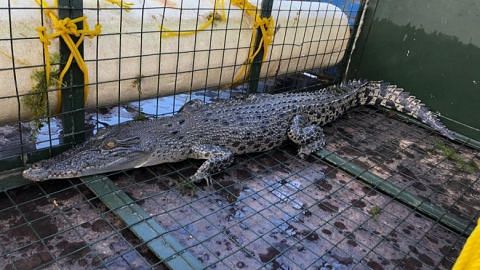 1.7m crocodile at Lower Seletar Reservoir caught by PUB, NParks