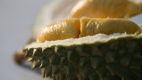 Durian season set to start in May, with peak hitting in June
