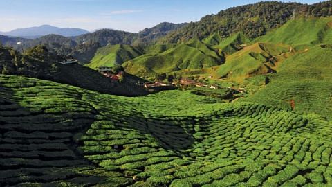 Cameron Highlands safe to visit, Malaysian police say after reports of protests against crackdown on illegal farms