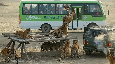 Peniaga desak China tarik balik larangan jual 'produk' harimau