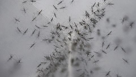 Kurangi denggi, Zika: Ribuan nyamuk jantan mandul dilepaskan di Nee Soon East