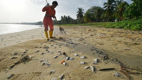 NParks siasat punca ratusan bangkai ikan di Pasir Ris Park