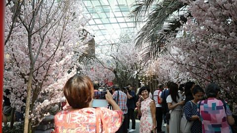Perjalanan ke Jepun terganggu? Nikmati keindahan bunga sakura di Taman di Persisiran