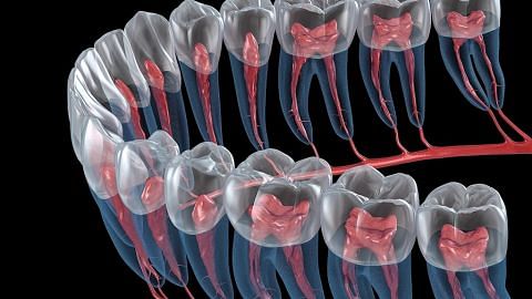 Beberapa fakta mengenai pertumbuhan gigi