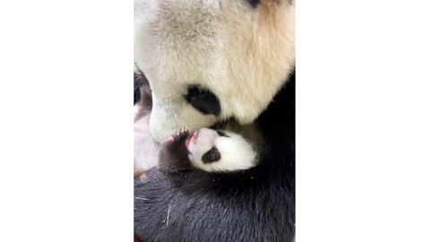 Anak panda celik buat pertama kali