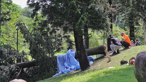 Program urus pokok NParks bantu kurangi insiden pokok tumbang