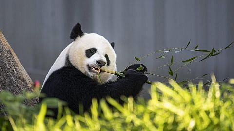 Panda Dikeluar Dari Senarai Haiwan Terancam Berita Dunia Beritaharian Sg