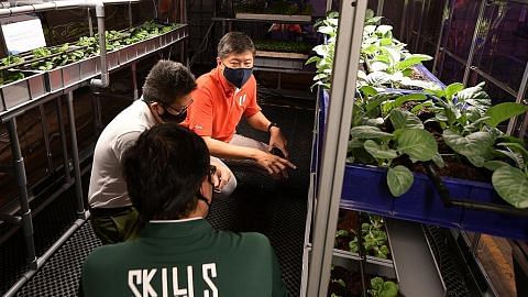 NTUC LearningHub lancar program latihan agroteknologi