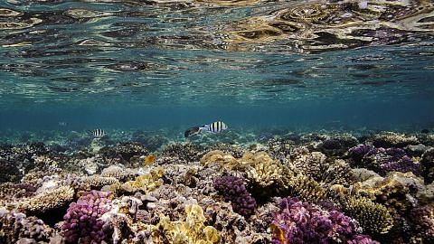 14% terumbu karang dunia terhapus dek pemanasan global