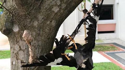 Tersangkut di dahan pokok: Acres selamatkan burung tiung