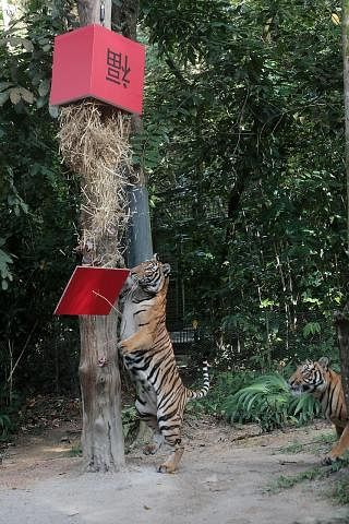 ARCA SENI HARIMAU: Jejak AR-mazing Tiger Trail 2022 oleh Dana Kehidupan Liar Sedunia Singapura (WWF-Singapura) akan memaparkan 33 arca seni harimau yang sebesar saiz sebenar haiwan tersebut dari 26 Februari hingga 9 April. - Foto SPH