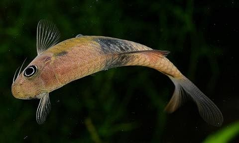 JENIS IKAN BARU: Ikan saddle barb (Barbodes sellifer) adalah jenis ikan air tawar baru di Singapura kerana ia mempunyai ciri yang amat berbeza berbanding jenis asalnya yang dikenal pasti sebelum ini seperti belang gelapnya di bawah sirip belakangnya.