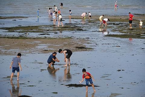 PERLU UBAH KEBIASAAN: Beberapa keluarga mengutip hidupan laut semasa air surut di Pantai Changi pada 2 Februari lalu. - Foto BH oleh THADDEUS ANG