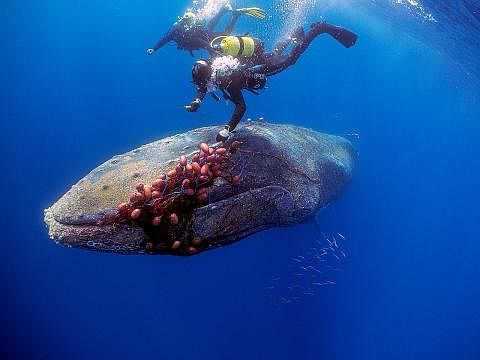 BERJAYA DISELAMATKAN: Paus kelasa terjerat dalam jaring ikan merah sehingga ia langsung tidak dapat membuka mulutnya. - Foto REUTERS