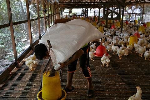 PENUHI PERMINTAAN: Menurut pasangan pembekal dan petani yang ditemui Berita Harian semalam, sebanyak 30,000 ekor ayam dieksport ke Singapura setiap hari.