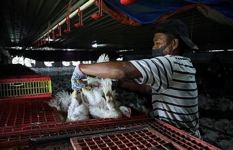 TERNAKAN AYAM: Pekerja dilihat di sebuah ladang ayam di Sepang, Selangor. - Foto REUTERS