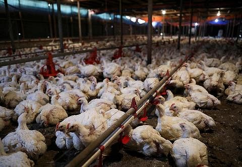 KOS TERNAKAN LEBIH TINGGI: Penternak ayam Malaysia menghadapi harga makanan ayam yang meningkat sejak 2020. - Foto REUTERS