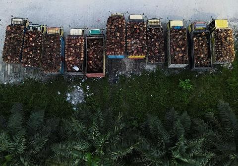 BARANG KEPERLUAN: Lori sarat dengan buah sawit diletakkan di sebuah kilang di Kabupaten Siak di wilayah Riau, Indonesia, bulan lalu. - Foto REUTERS