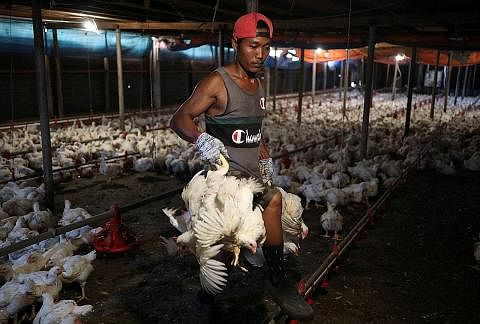 SUKAR DIPANTAU: Ramai peniaga tidak lagi mematuhi harga terkawal penjualan ayam walaupun ia masih berkuat kuasa hingga 30 Jun. - Foto REUTERS