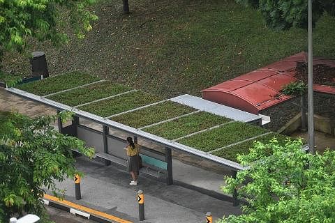 KURANGKAN HAWA PANAS: NParks dan LTA melancarkan bumbung hijau di semua perhentian bas serata negara sebagai sebahagian pelan untuk menyejukkan negara ini.