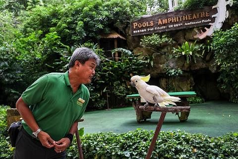 SUNNY, 11 TAHUN: Burung enggang papan ini mantan ikon taman selama lima tahun dari 2016. Ia membantu mempertingkat kesedaran mengenai perdagangan gading enggang, yang mengancam spesies itu. Ia cerewet dan lebih suka dengan penjaga burung lelaki. Sunn