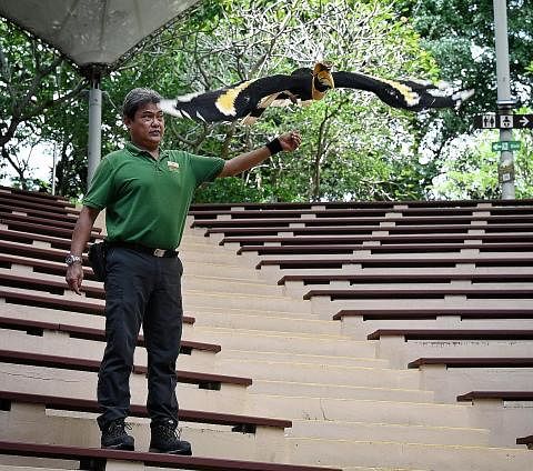 BANYAK KENANGAN: Sudah bertugas di Taman Burung Jurong sejak 1983, Encik Mohamad Saad Yahya mempunyai pengalaman yang luas, termasuk dalam penjagaan burung enggang, atau hornbill, dan mengubah konsep persembahan High Flyers daripada yang berunsurkan 