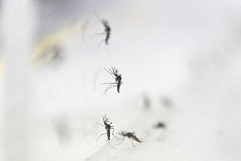 USAHA PERANGI DENGGI: Projek Wolbachia melibatkan langkah melepaskan nyamuk yang dijangkiti dengan bakteria Wolbachia untuk mengawal jumlah nyamuk 'Aedes aegypti', yang menyebarkan denggi. - Foto fail