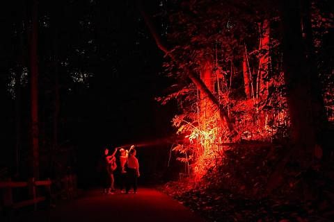 LAMPU MERAH: Kakitangan daripada NParks meninjau hidupan liar malam di Hutan Simpan Bukit Timah. Cahaya merah kurang mengganggu haiwan malam berbanding cahaya putih kerana mata mereka kurang sensitif terhadap cahaya merah yang mempunyai gelombang yan