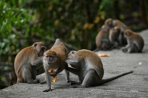 PRIMAT TERANCAM: Kera ekor panjang atau 'crab-eating macaques' adalah antara spesies terancam dan dilindungi oleh undang-undang perdagangan antarabangsa. - Foto BH oleh LIM YAOHUI