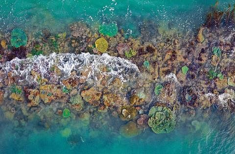 KIAN PULIH: Kawasan rumput laut dan batu karang tumbuh secara meluas di sepanjang beberapa tembok laut antara 1993 dan 2018 di Singap SEMAKIN LUAS: Terdapat dua kali lebih banyak hutan bakau kini berbanding pada 1993. - Foto BH oleh ALPHONSUS CHERN