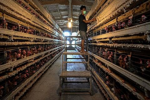 KERJA KERAS: Seorang pekerja memeriksa telur di ladang ayam di Mentakab, Pahang. Malaysia berdepan masalah kekurangan bekalan telur akibat kenaikan harga makanan ayam, kata pengguna dan penternak yang berlarutan sejak tahun lalu. - Foto AFP