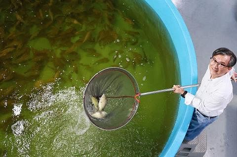 KE ARAH KEMAMPANAN: Syarikat Blue Ocean Aquaculture Technology merupakan antara pihak swasta yang mengendalikan usaha akuakultur untuk menternak ikan dan menambah bekalan makanan setempat. - Foto fail DR KOH POH KOON