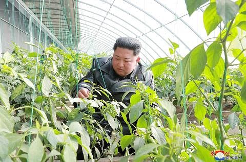 TELITI HASIL TANAMAN: Pemimpin Korea Utara, Encik Kim Jong Un, melawat ladang rumah hijau sayur-sayuran dan tapak semaian pokok di kawasan Jungphyong di Kyongsong County, Wilayah Hamgyong Utara, Korea Utara. - Foto REUTERS