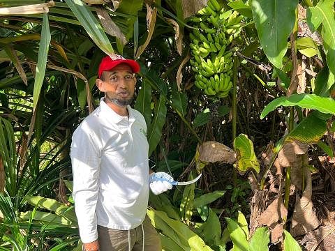 PETANI MUDA: Encik Irfan Mohamad berusia awal 40an tahun adalah seorang petani muda profesional yang mempunyai ijazah dalam sains pertanian mesra alam. - Foto BASIR SISWO